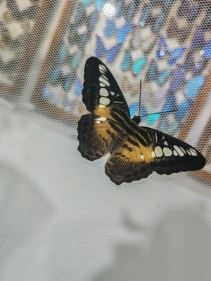 Выставка тропических бабочек и авторские мастер‑классы со скидкой до 28%