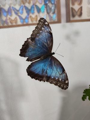 Выставка тропических бабочек и авторские мастер‑классы со скидкой до 28%