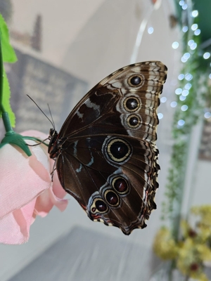 Выставка тропических бабочек и авторские мастер‑классы со скидкой до 28%