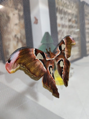 Выставка тропических бабочек и авторские мастер‑классы со скидкой до 28%