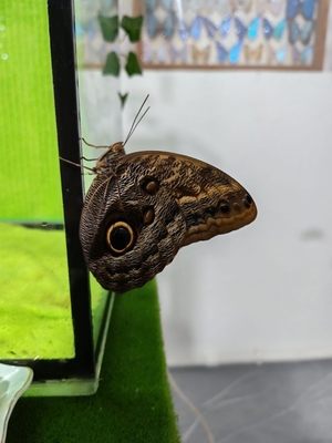 Выставка тропических бабочек и авторские мастер‑классы со скидкой до 28%